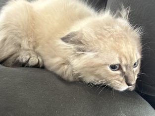 Ragdoll – Browns Plains