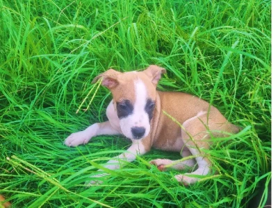 Staffordshire Bull Terrier – Kallangur