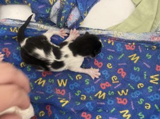 Other Cats – Cranebrook