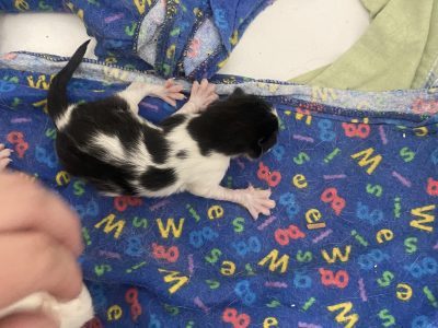 Other Cats – Cranebrook