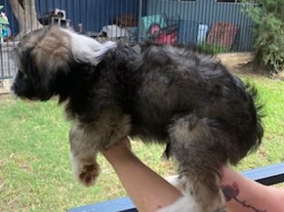 Chinese Crested – Dapto