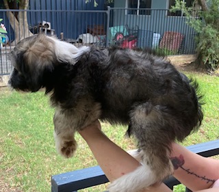 Chinese Crested – Dapto