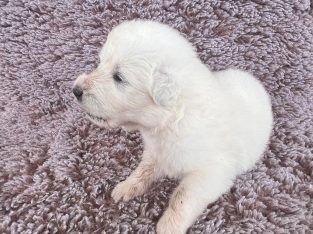 Maremma Sheepdog – Hay Point