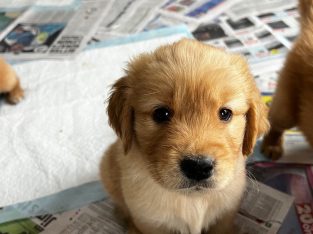 Golden Retriever – Pinjarra