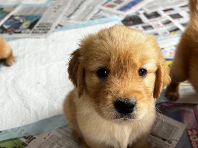 Golden Retriever – Pinjarra