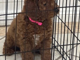 Cavoodle – Shell Cove