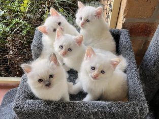 Birman – Hillcrest