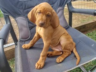 Hungarian Vizsla – Dederang