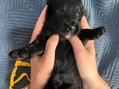 Spoodle – Annandale