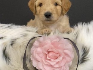 Groodle – Sarah Heath