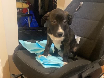 American Bulldog – Tarneit