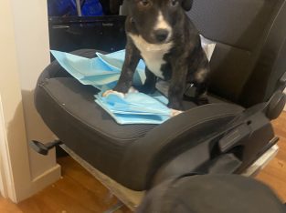 American Bulldog – Tarneit