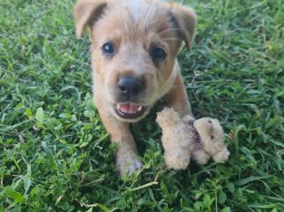 Australian Cattle Dog – Gracemere