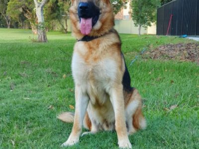 German Shepherd – Kippa-Ring