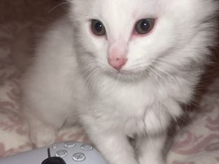 Cats – Narre Warren South