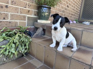 Fox Terrier – Hao le