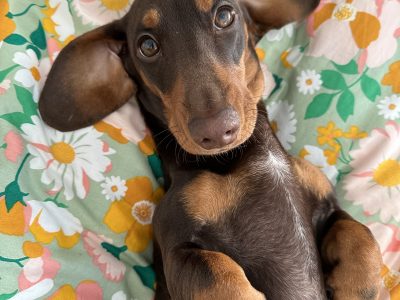 Dachshund – Hampton