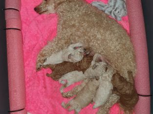 Toy Poodle – Murray Bridge