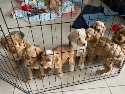 Spoodle – Fannie Bay