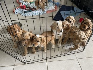 Spoodle – Fannie Bay