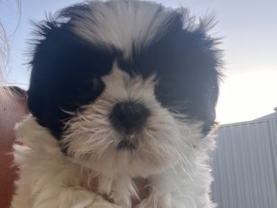 Maltese Shih Tzu – Baldivis