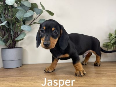 Dachshund – North Lakes