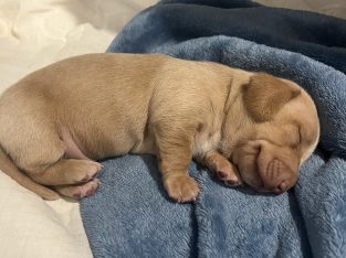 Miniature Dachshund – Jeremy Anderson