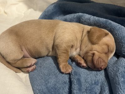 Miniature Dachshund – Jeremy Anderson