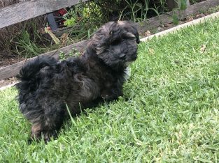 Dogs – Lilydale