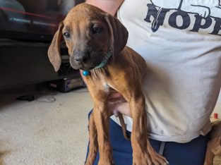 Rhodesian Ridgeback – Howlong