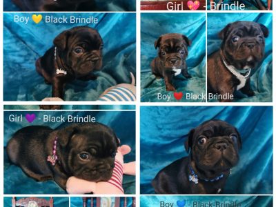 French Bulldog – Pacific Pines