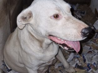 Border Collie Kelpie Amstaf