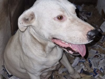 Border Collie Kelpie Amstaf