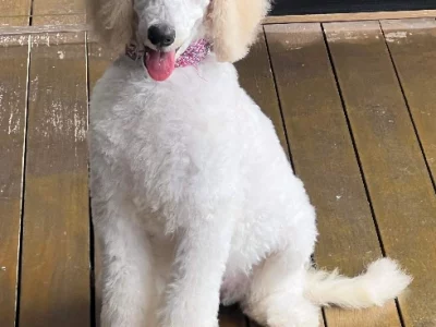 Poodle Standard – Oxenford