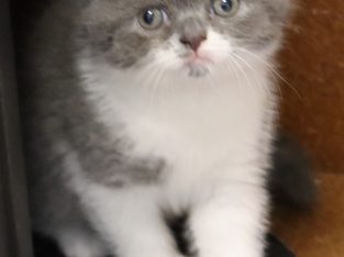 Scottish Fold – Cedar Vale