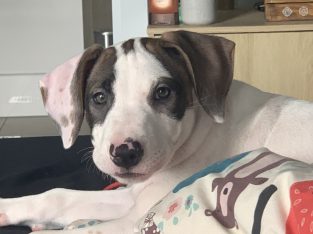 Bullmastiff – Cannon Hill