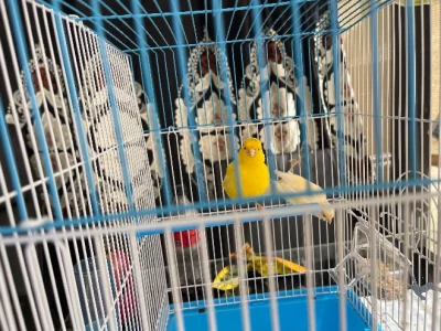 Canaries – Endeavour Hills