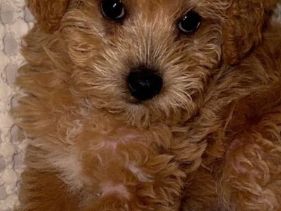 Cavoodle – Paralowie
