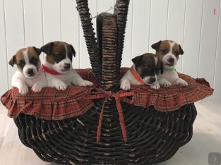 Jack Russell – Ivory Creek