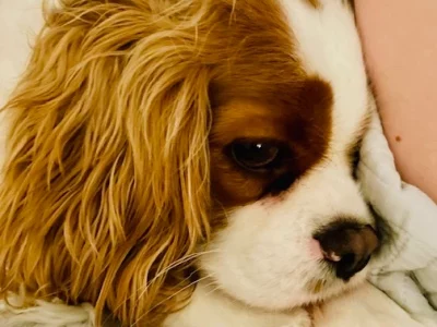 Cavalier King Charles Spaniel – South Coogee