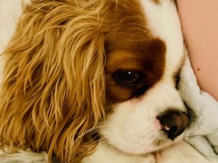 Cavalier King Charles Spaniel – South Coogee