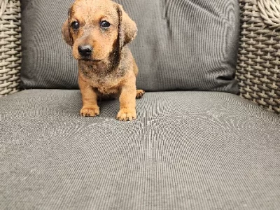 Dachshund – Harrisdale