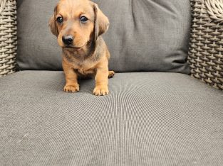 Dachshund – Harrisdale