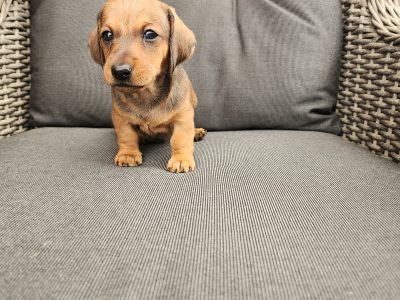 Dachshund – Harrisdale