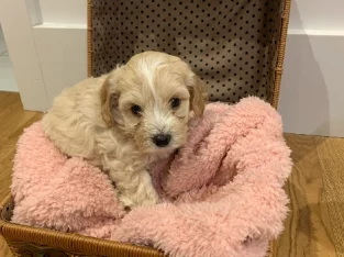 5 Moodle Puppies For Sale !!!