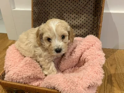 5 Moodle Puppies For Sale !!!