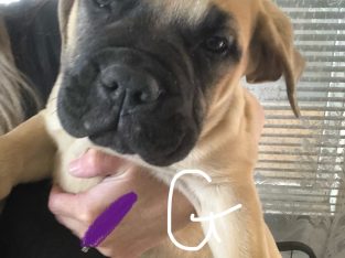 Bullmastiff – Glenorchy