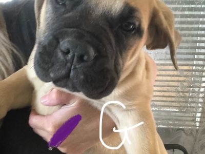 Bullmastiff – Glenorchy