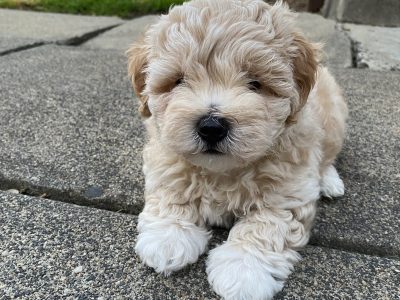 Moodle – Avondale Heights