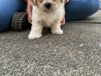 Moodle – Avondale Heights